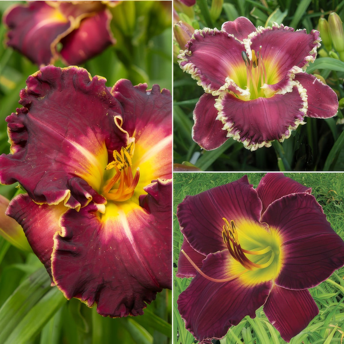 Daylily Burgundy Collection Pkdlibco - Garden Express Australia
