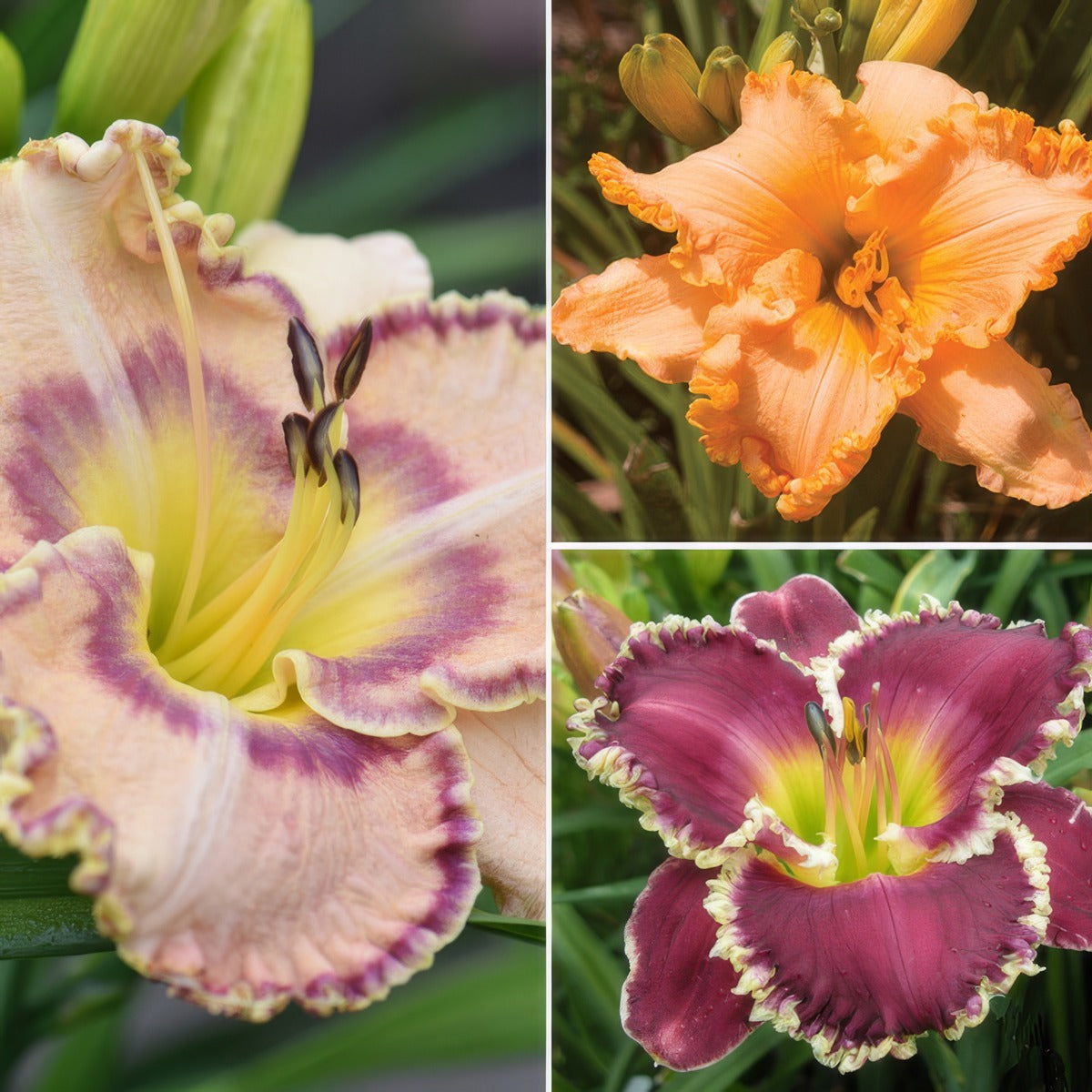 Daylily Ruffled Collection Pkdlirco - Garden Express Australia