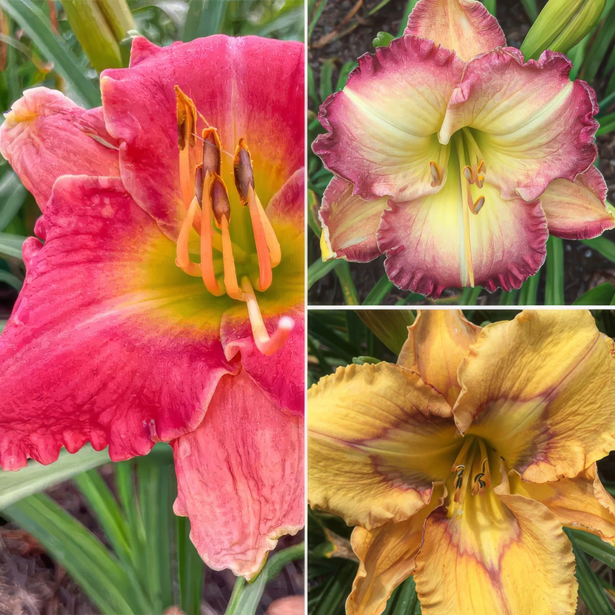 Daylily Winter Trio 1 2025 Coldliwt1 - Garden Express Australia