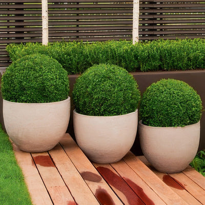 Dutch Box 2019 Lpodutbox - Garden Express Australia