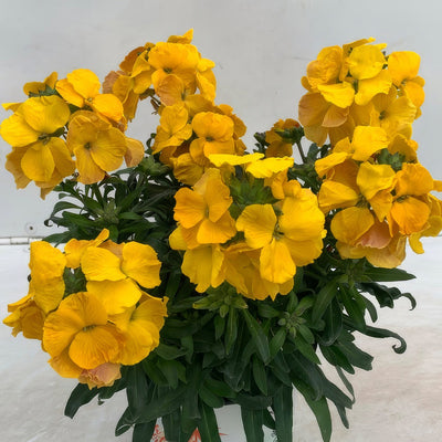Erysimum Brightside Dark Yellow - Garden Express Australia