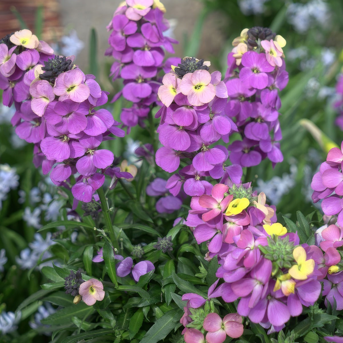 Erysimum Brightside Purple Glow - Garden Express Australia