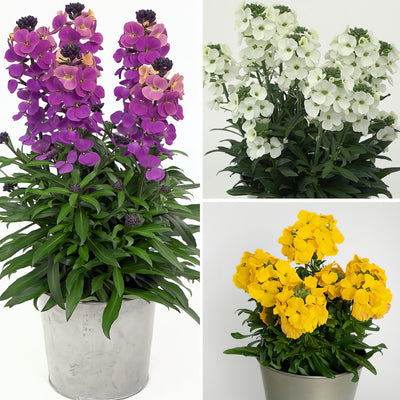 Erysimum Brightside Collection Colerycol - Garden Express Australia
