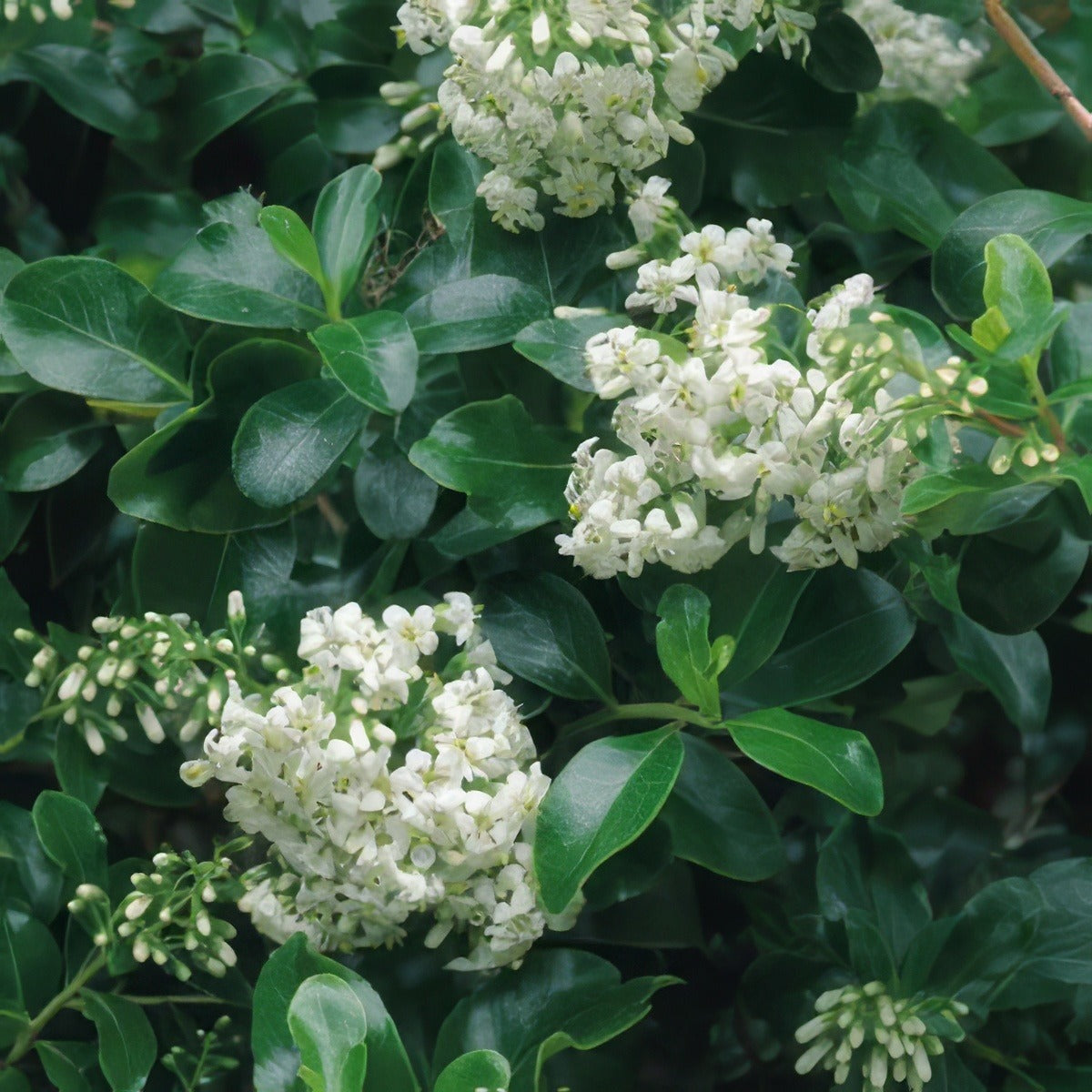 Escallonia Iveyi - Garden Express Australia