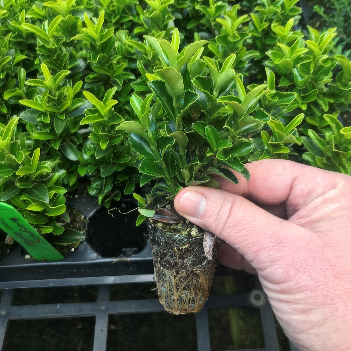 Euonymus Green Rocket Plug - Garden Express Australia