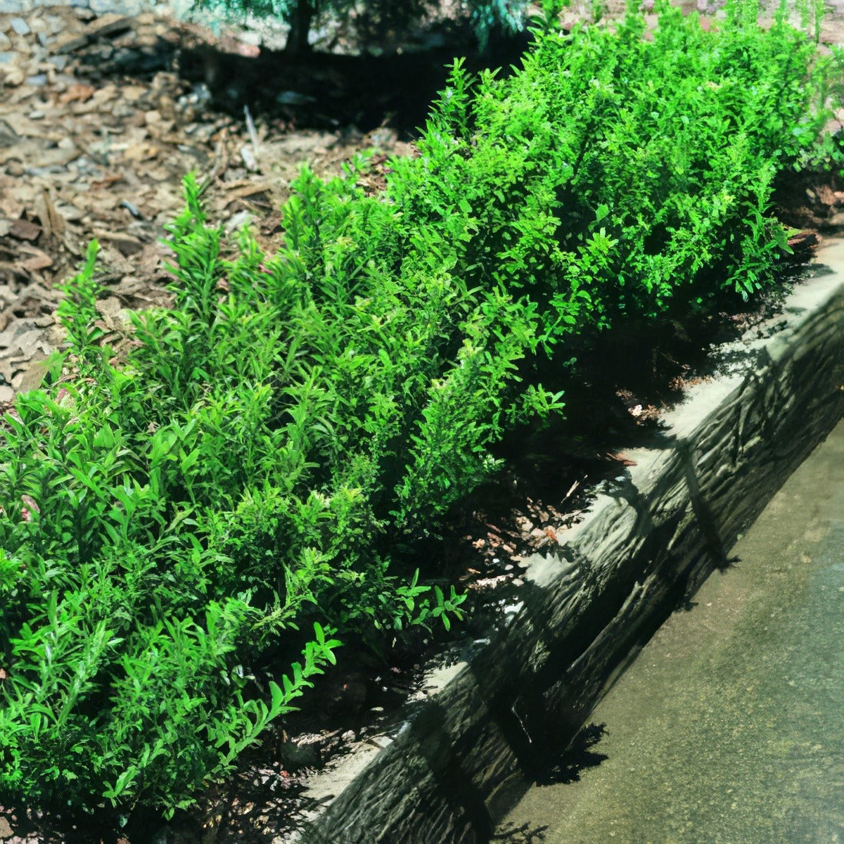 Euonymus Dwarf Hedge 01 - Garden Express Australia