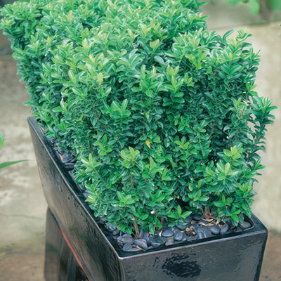 Euonymus Tom Thumb16 - Garden Express Australia