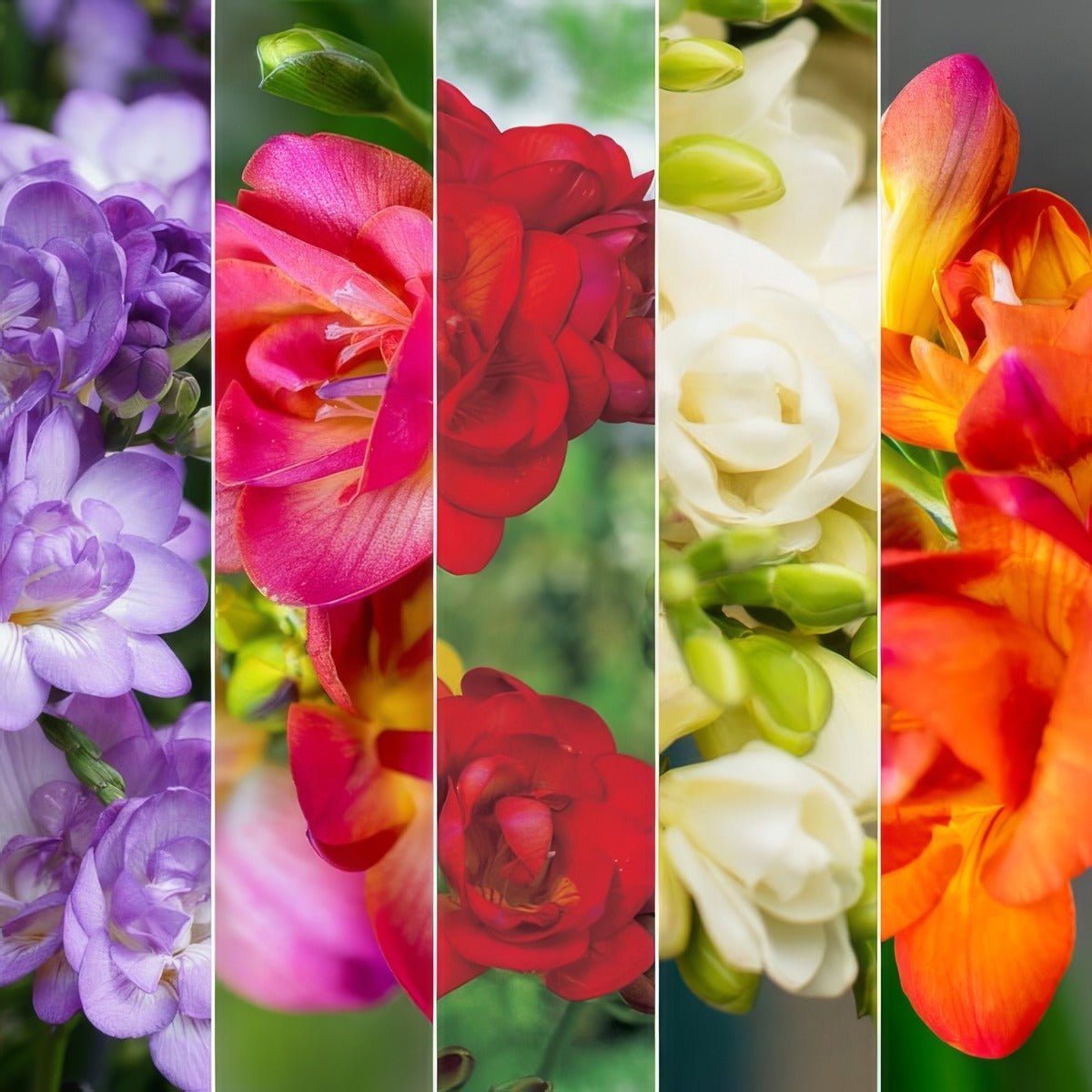 Freesia Double Collection 2026 2 Colfredco - Garden Express Australia