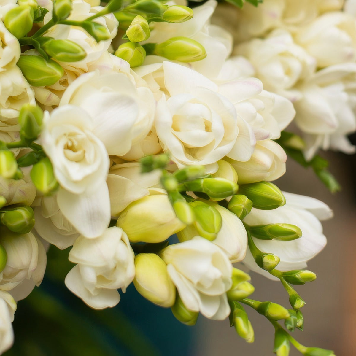 Freesia Double White Rimini 3 Pkfrerim 2026 - Garden Express Australia
