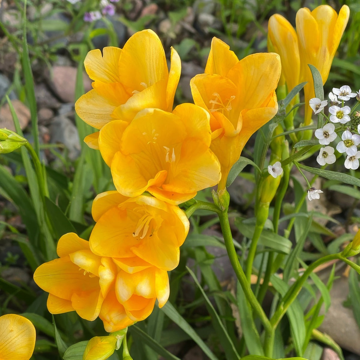 Freesia Santana Pkfresan 2026 - Garden Express Australia