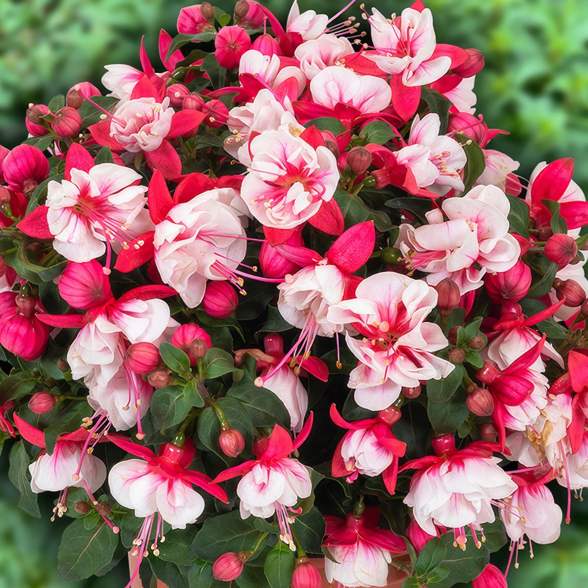 Fuchcia Ballerina Arabesque - Garden Express Australia