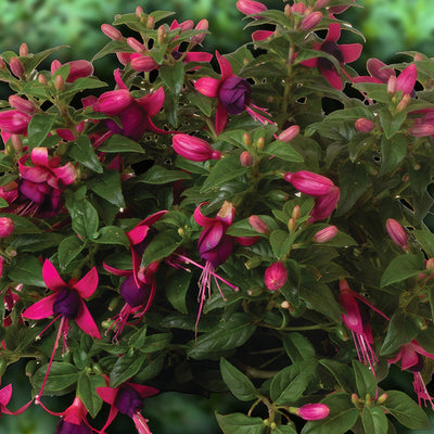 Fuchsia Ballerina Balance - Garden Express Australia