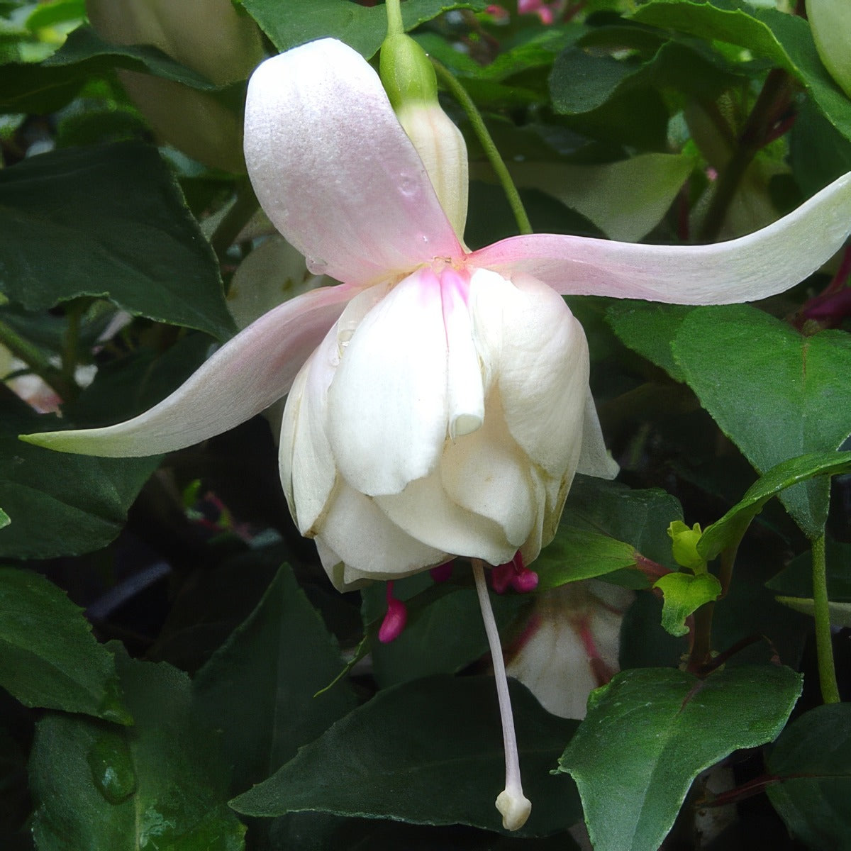Fuchsia Annabel - Garden Express Australia