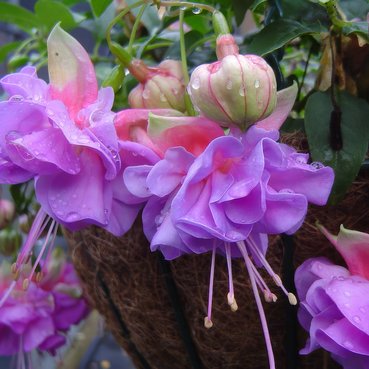 Fuchsia Cecile P10fuccec - Garden Express Australia