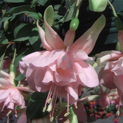 Fuchsia Waltzing Matilda Pplfucwma 2020 - Garden Express Australia