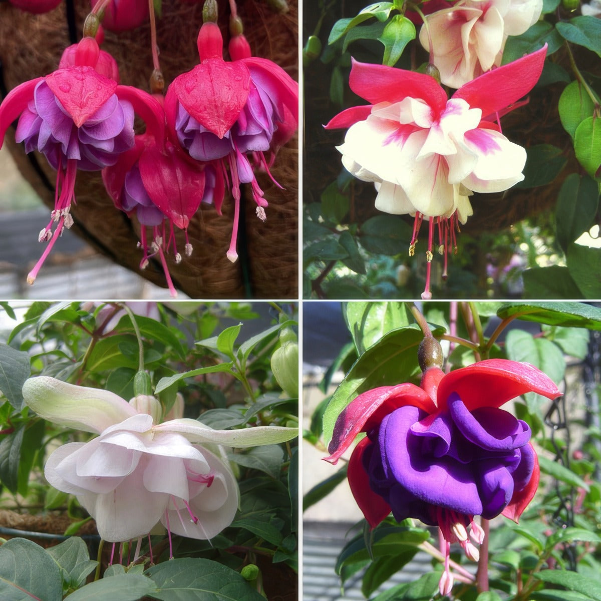 Fuchsia Compact Double Basket Collection 1 Colfuccdb - Garden Express Australia