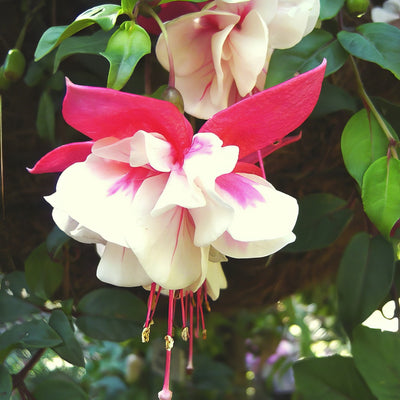 Fuchsia Countess Of Hopetoun - Garden Express Australia