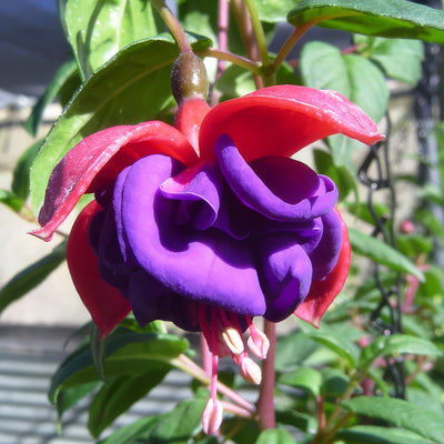 Fuchsia Dark Eyes - Garden Express Australia