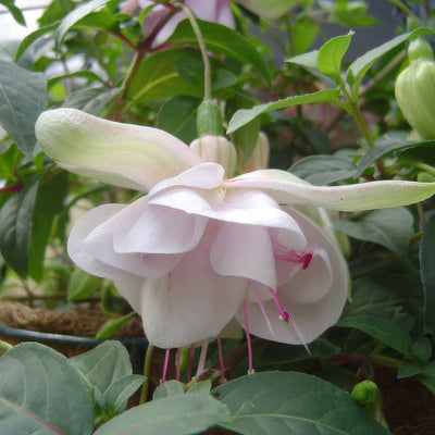 Fuchsia Feather Duster - Garden Express Australia