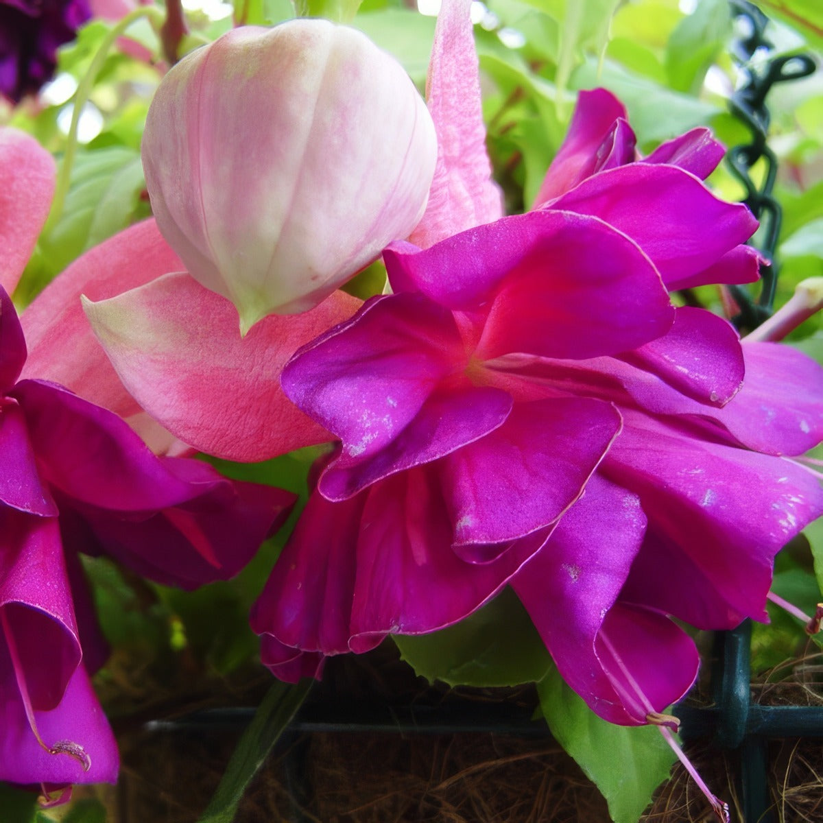 Fuchsia Bella Rosella - Garden Express Australia