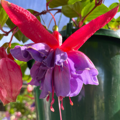 Fuchsia Enchanted - Garden Express Australia