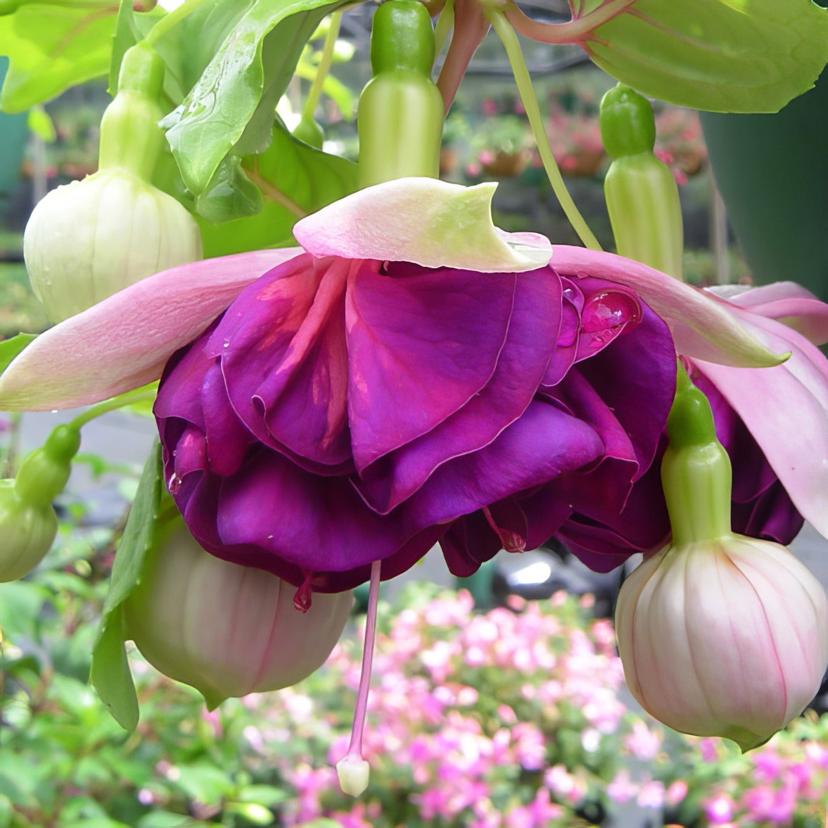 Fuchsia Santa Clara P10fucscl - Garden Express Australia