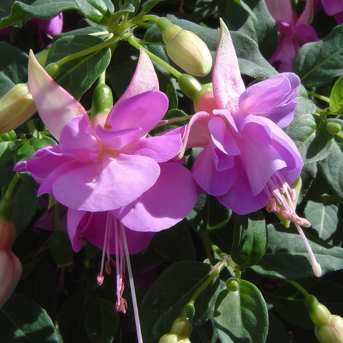 Fuchsia Weald View Opal - Garden Express Australia