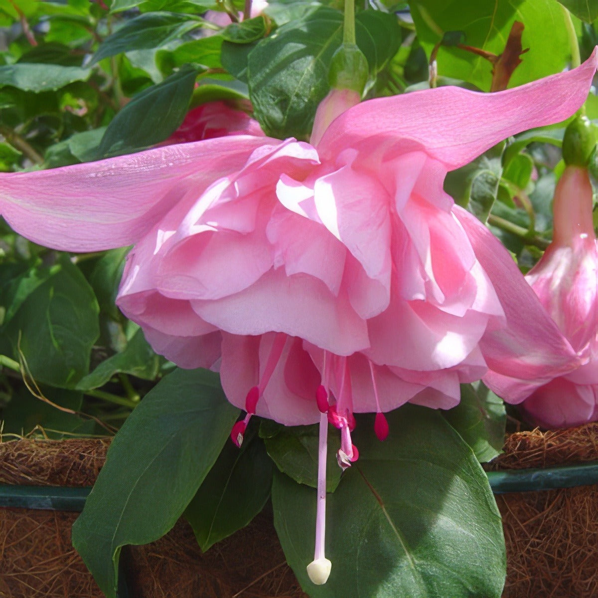 Fuchsia Acclamation 15 Wvg - Garden Express Australia