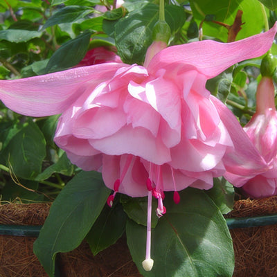 Fuchsia Acclamation 15 Wvg - Garden Express Australia