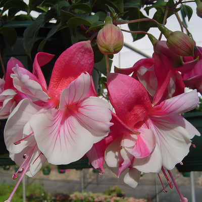 Fuchsia Misty Glow - Garden Express Australia