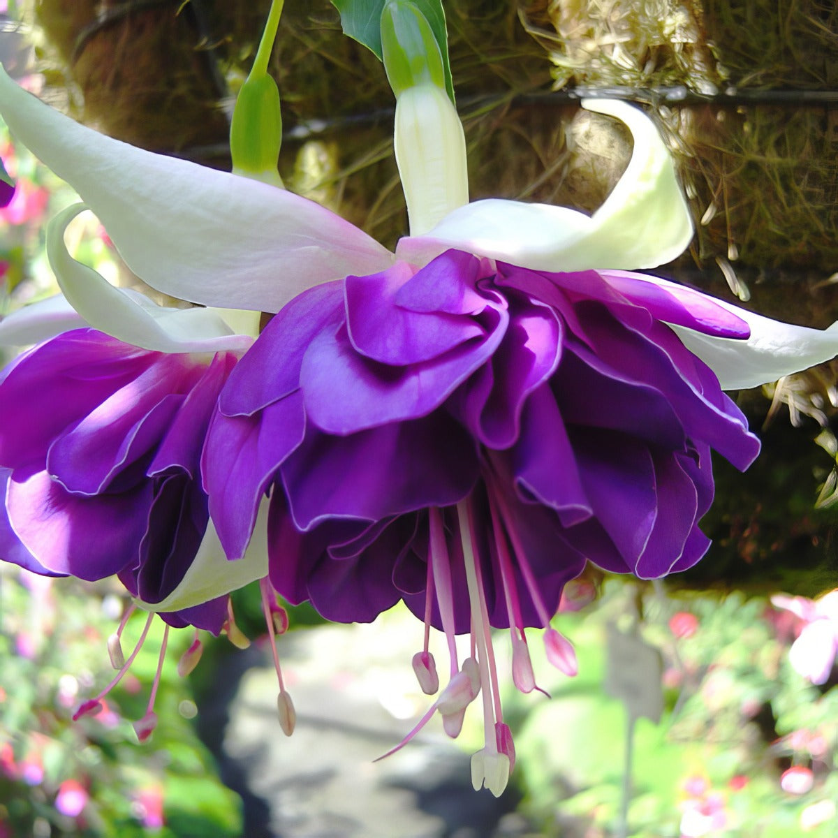 Fuchsia Golden Anniversary 2021 Pplfucgan - Garden Express Australia
