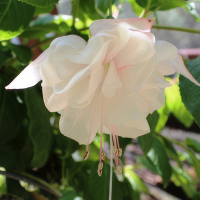 Fuchsia Bianca Applfucbia - Garden Express Australia