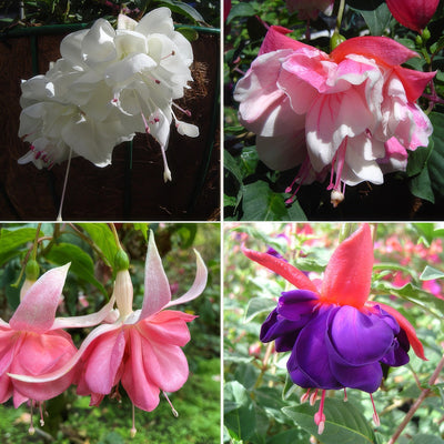 Fuchsia Double Basket Collection 4 Colfucdb4 - Garden Express Australia