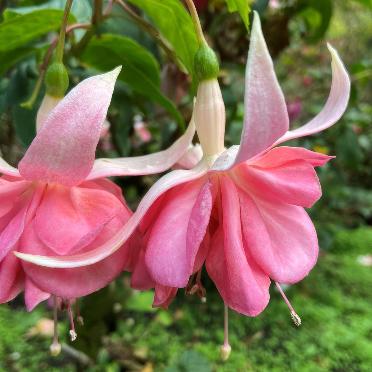 Fuchsia Pink Sky 1 - Garden Express Australia