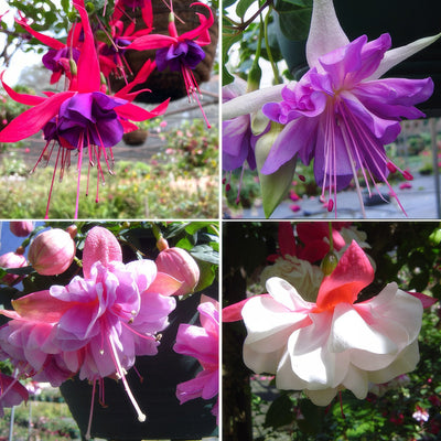 Fuchsia Double Basket Collection 1 2026 Colfucdba - Garden Express Australia