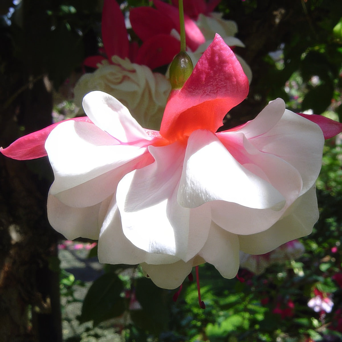 Fuchsia Snow Burner - Garden Express Australia