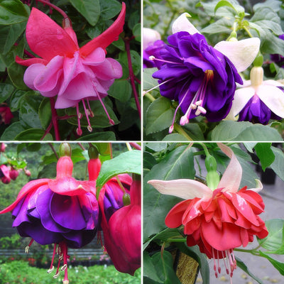 Fuchsia Double Basket Or Pots Collection 1 2026 Colfucdbp - Garden Express Australia