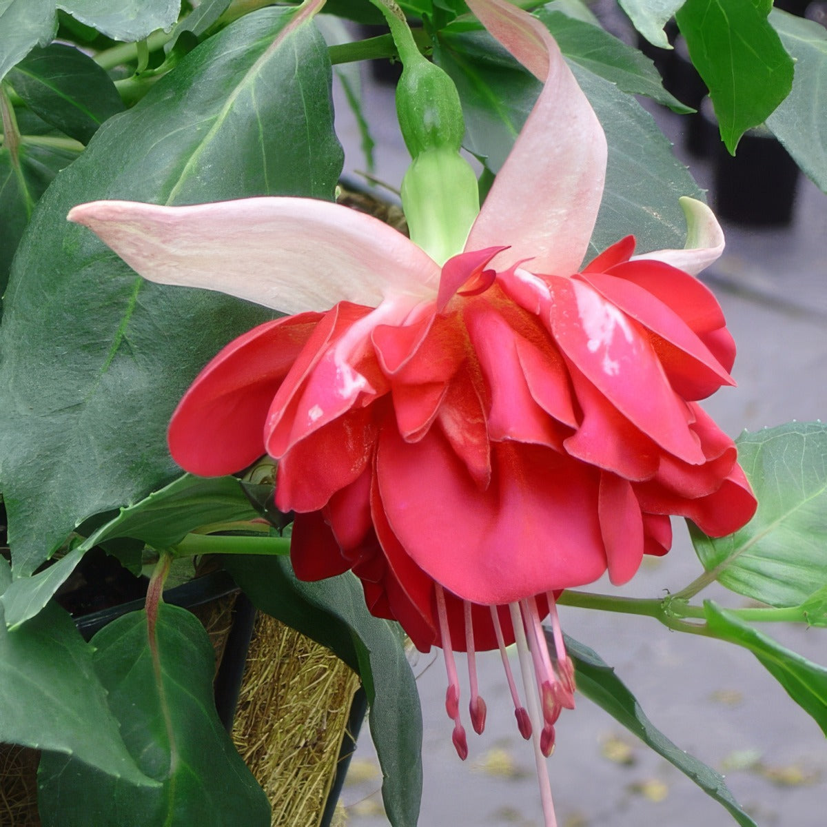 Fuchsia Eusebia Pplfuceus - Garden Express Australia