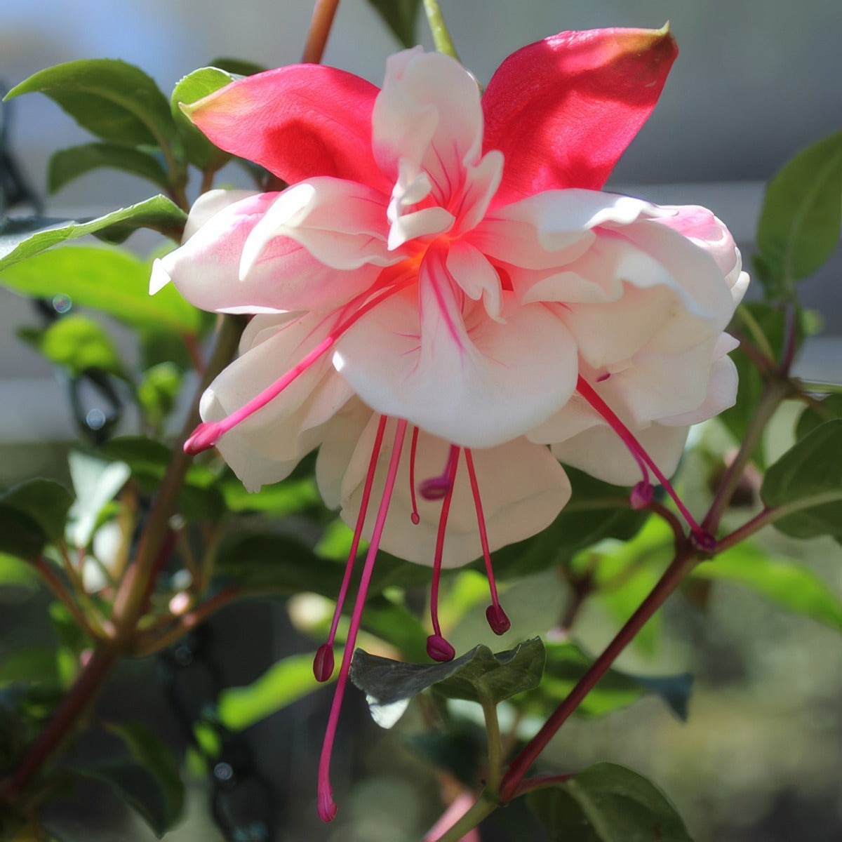 Fuchsia Sheryl Ann - Garden Express Australia