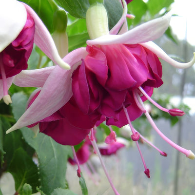 Fuchsia Weald View Tribute 2026 - Garden Express Australia