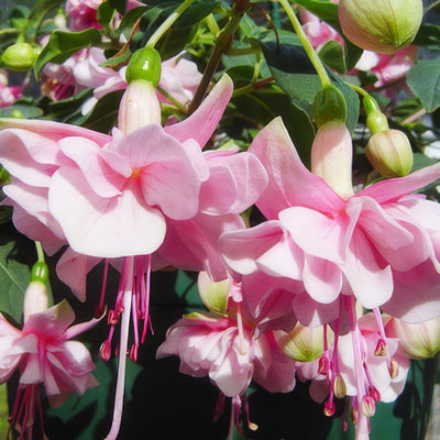 Fuchsia Pattie Sue 2016 Wvg - Garden Express Australia