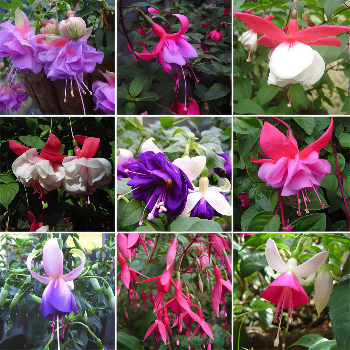 Fuchsia Lucky Dip Colfucldi - Garden Express Australia