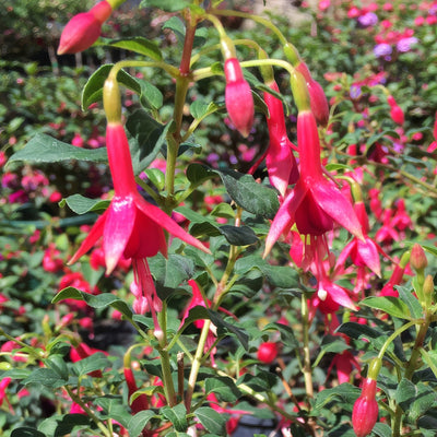 Fuchsia Clancy - Garden Express Australia