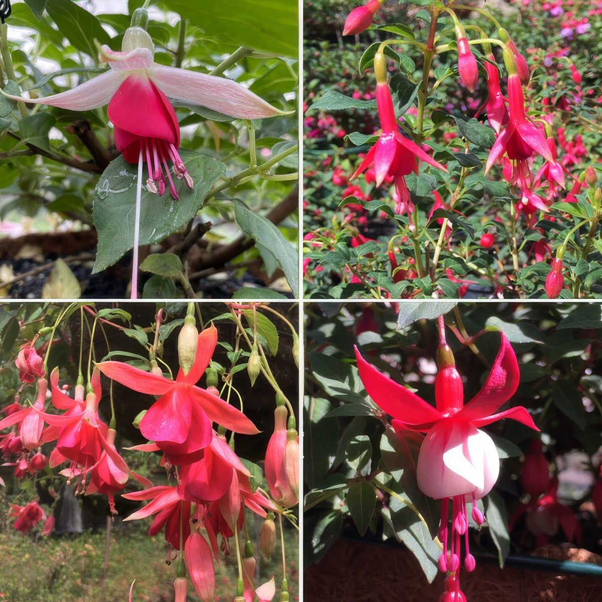 Fuchsia Single Basket Or Pots Collection 2026 Colfucsbp - Garden Express Australia