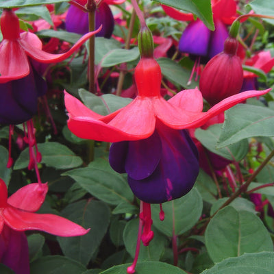 Fuchsia Lord Byron - Garden Express Australia
