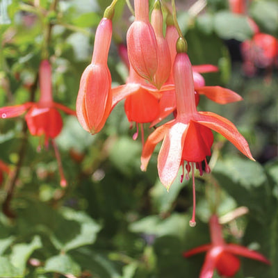 Fuchsia Lord Lonsdale Pplfucllo - Garden Express Australia