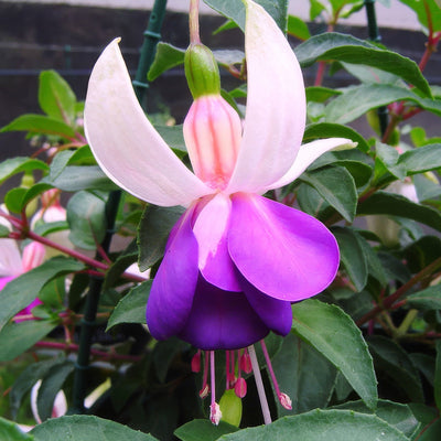Fuchsia Penine - Garden Express Australia