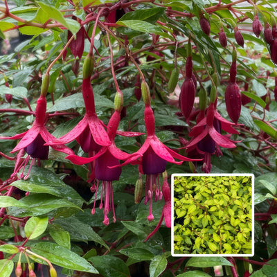 Fuchsia Weald View Gold N Garnet P10fucwvgg - Garden Express Australia