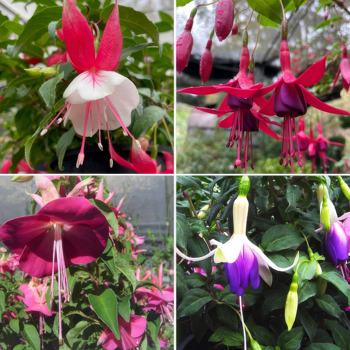 Fuchsia Single Upright Collection 2026 Colfucsup - Garden Express Australia