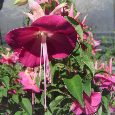 Fuchsia Weald View Waltz - Garden Express Australia